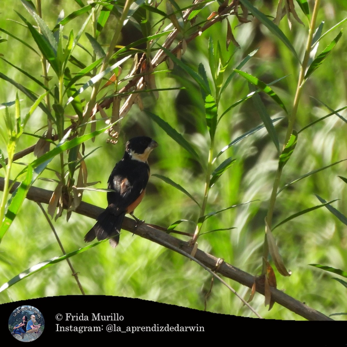 Cinnamon-rumped Seedeater - ML634612966