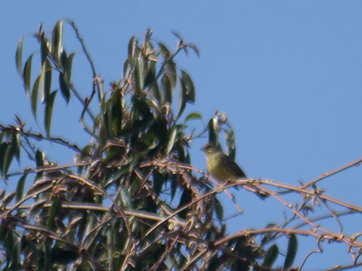 Emberiza sp. - ML634613008