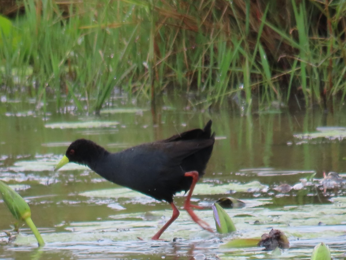 Black Crake - ML634613038