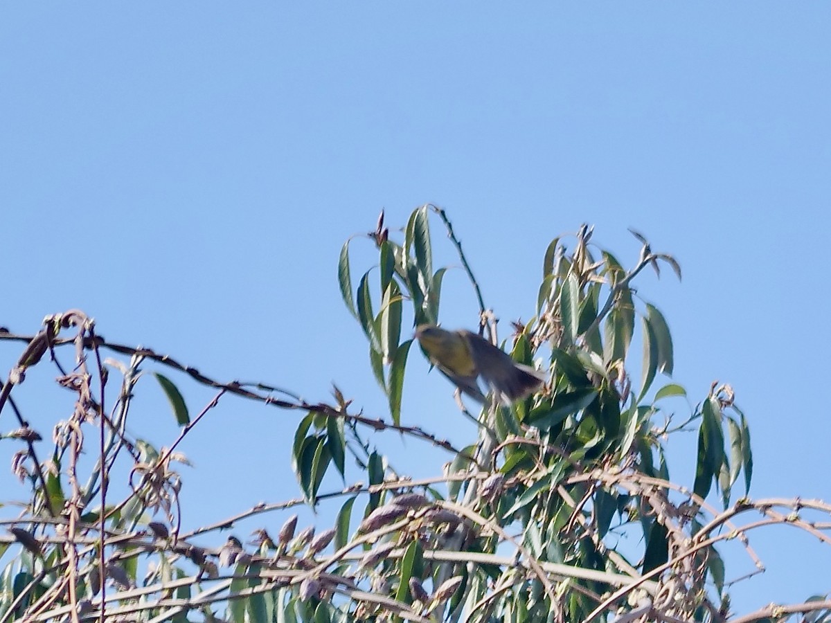 Emberiza sp. - ML634613054