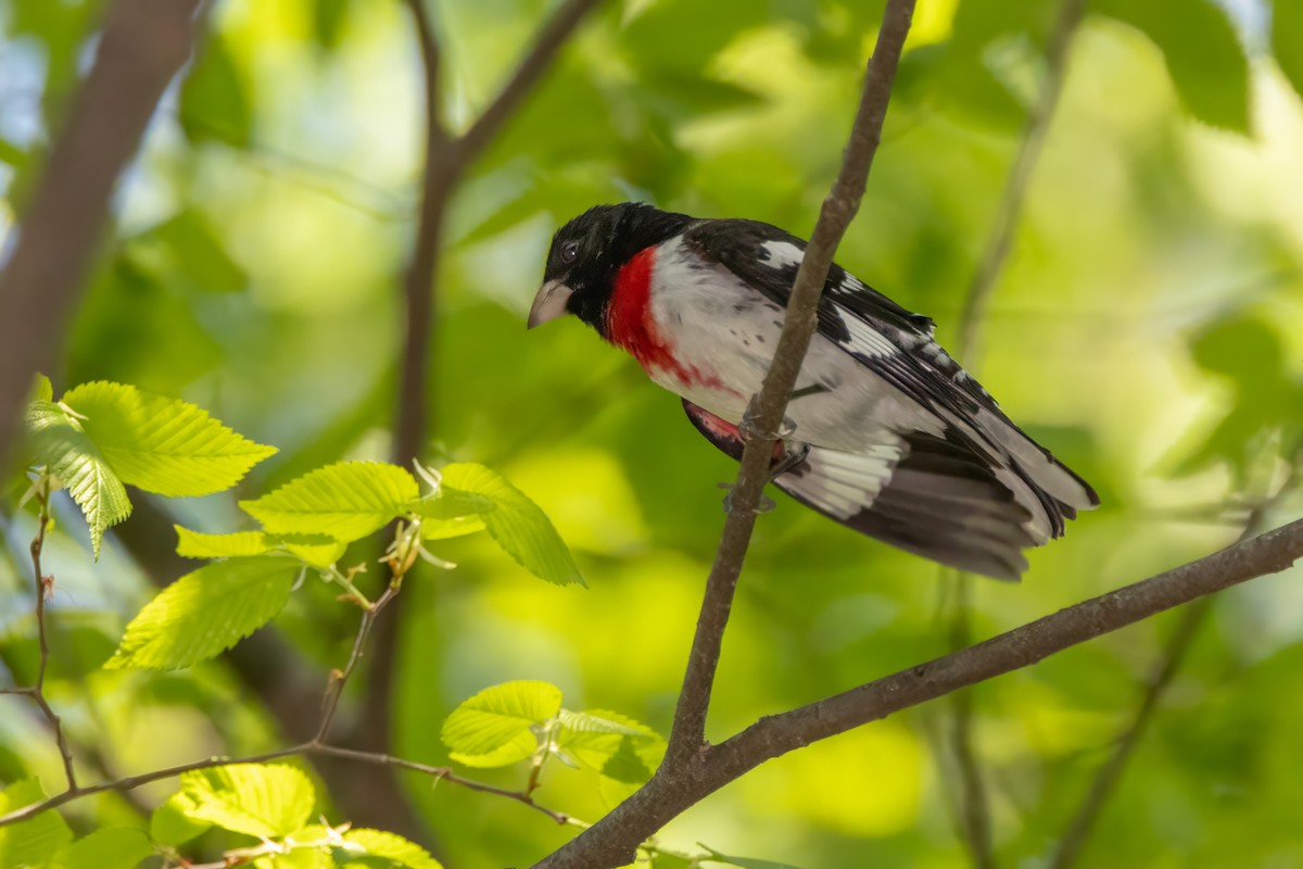Rose-breasted Grosbeak - ML634613062