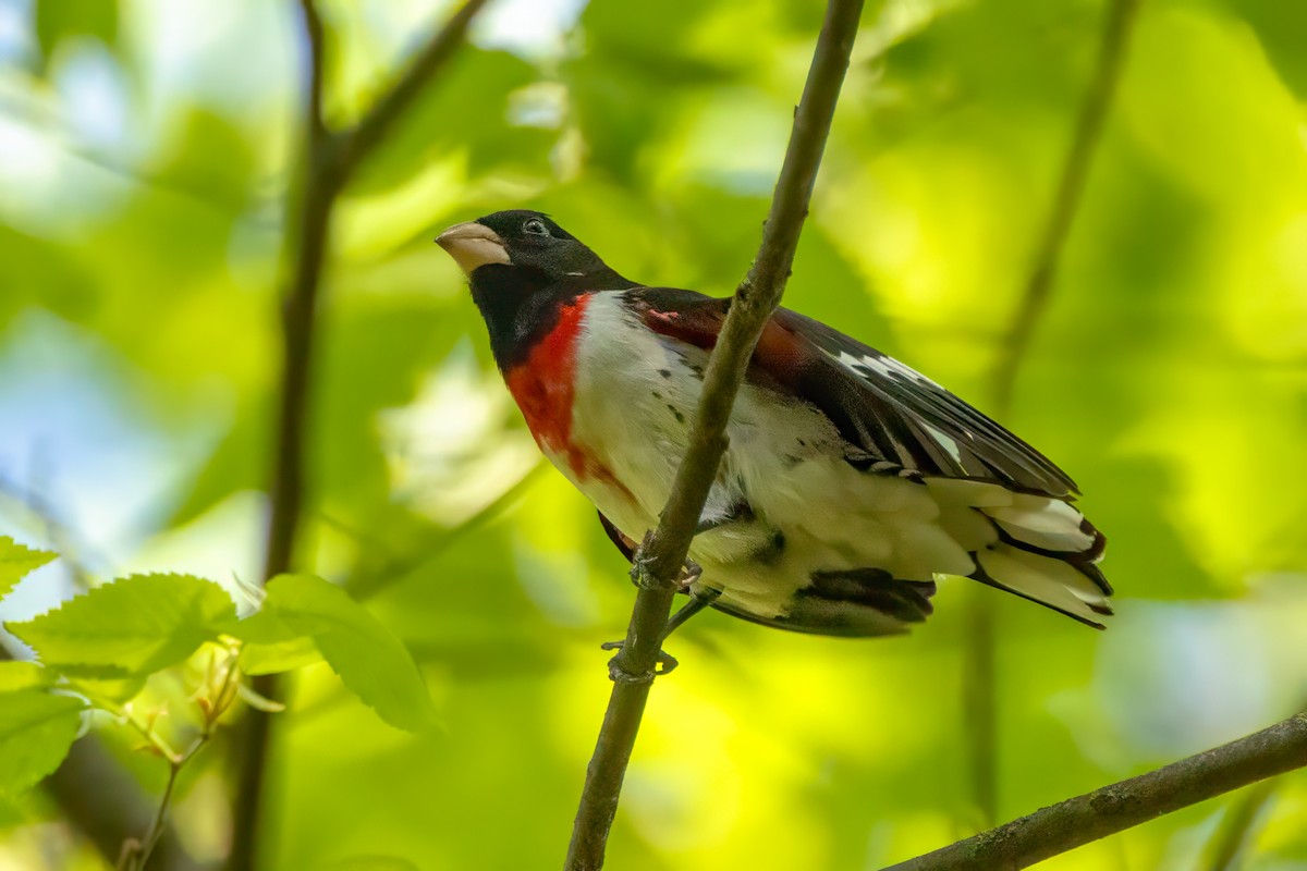 Rose-breasted Grosbeak - ML634613063