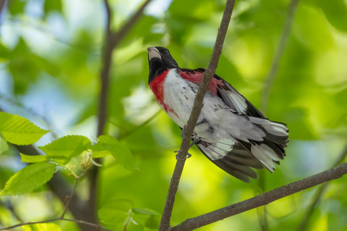 Rose-breasted Grosbeak - ML634613064