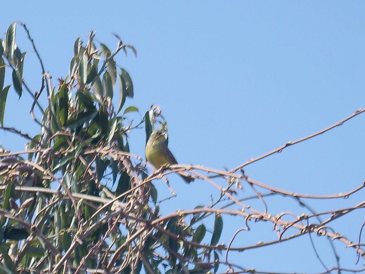 Emberiza sp. - ML634613086