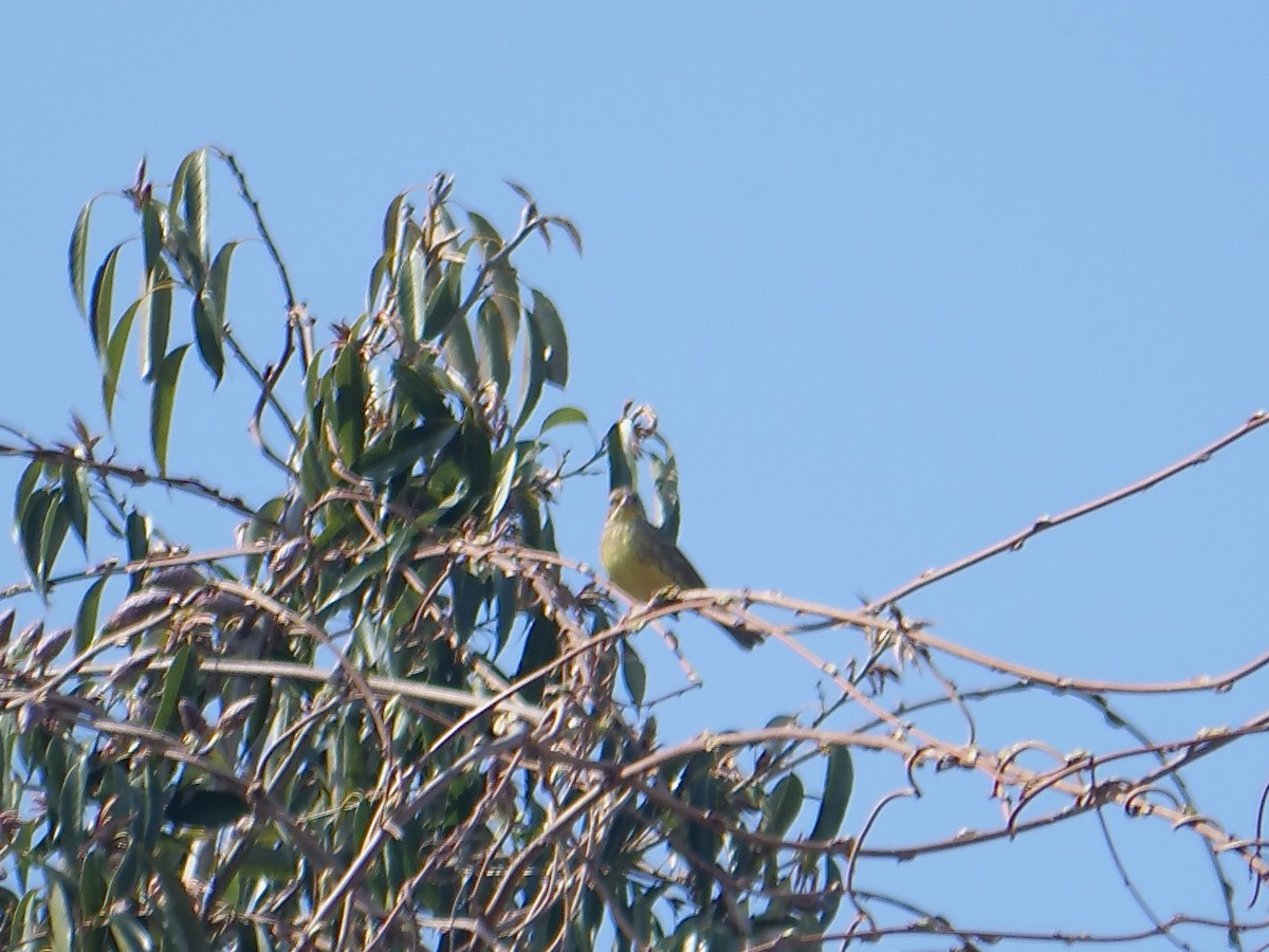 Emberiza sp. - ML634613092