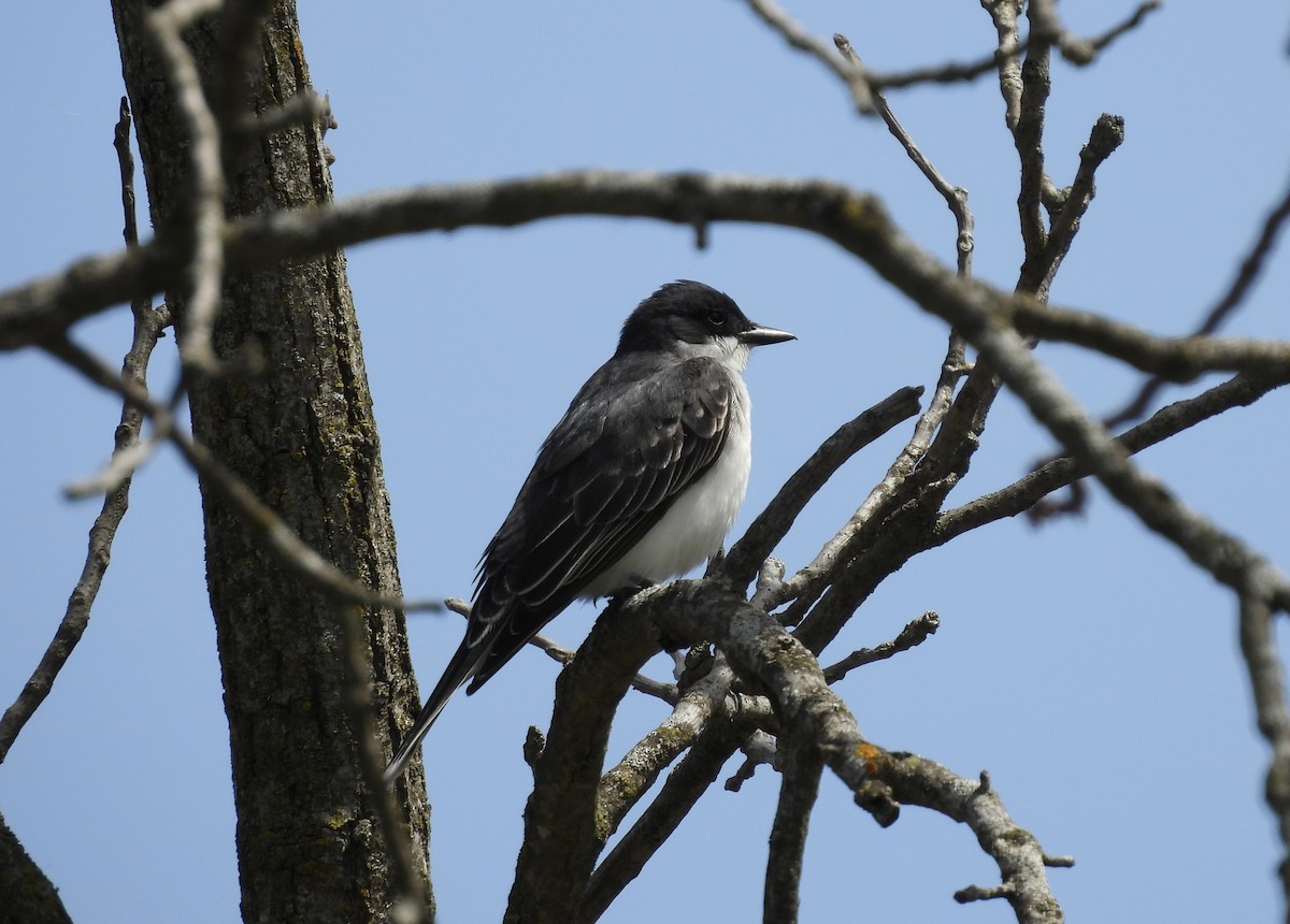Eastern Kingbird - ML634613101