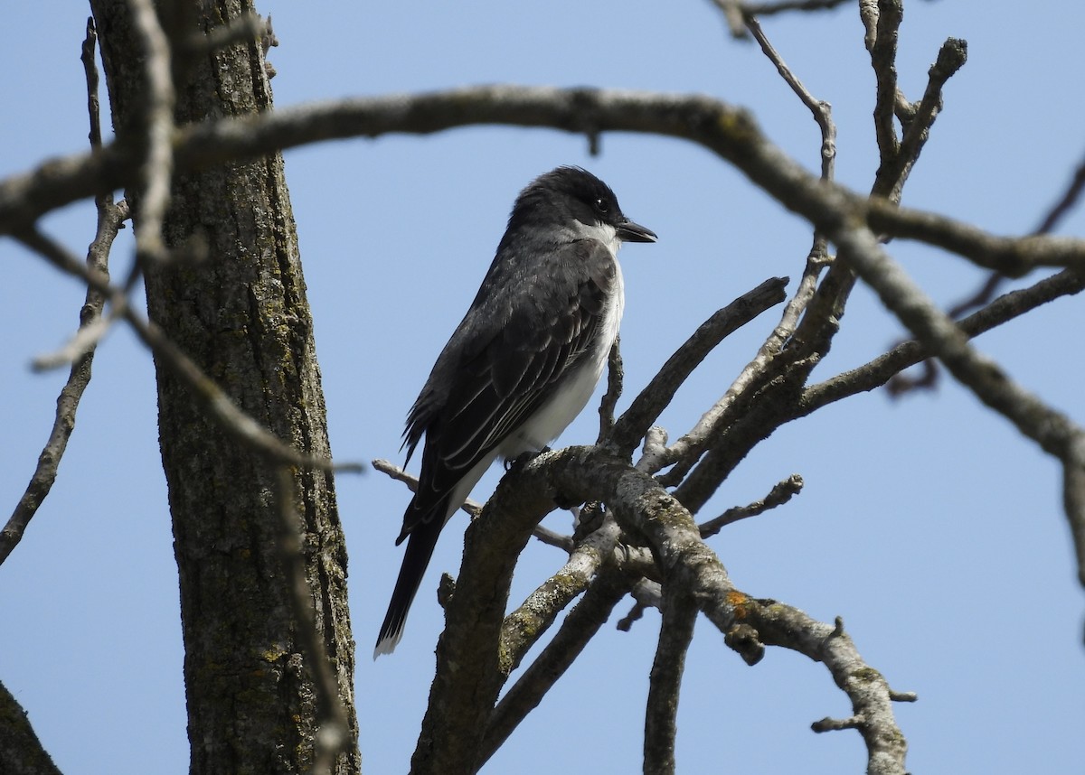 Eastern Kingbird - ML634613102