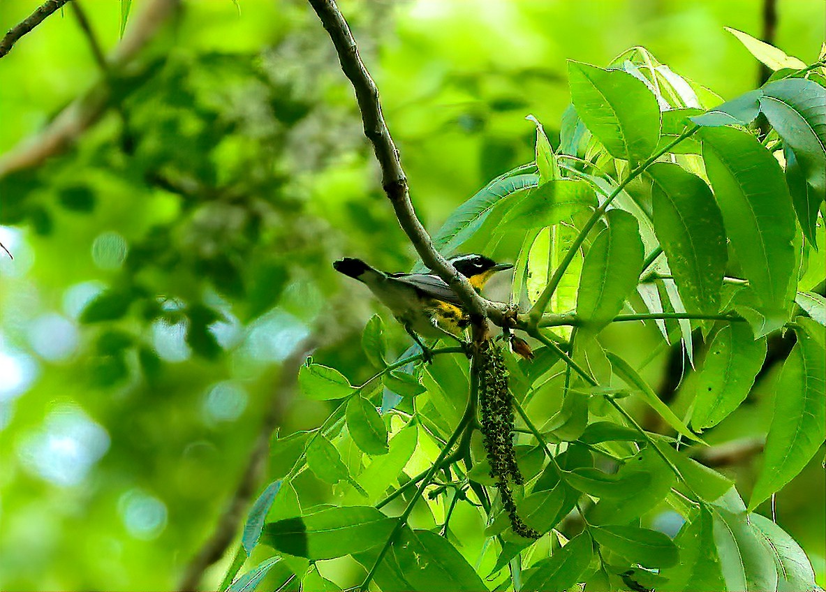 Magnolia Warbler - ML634613109