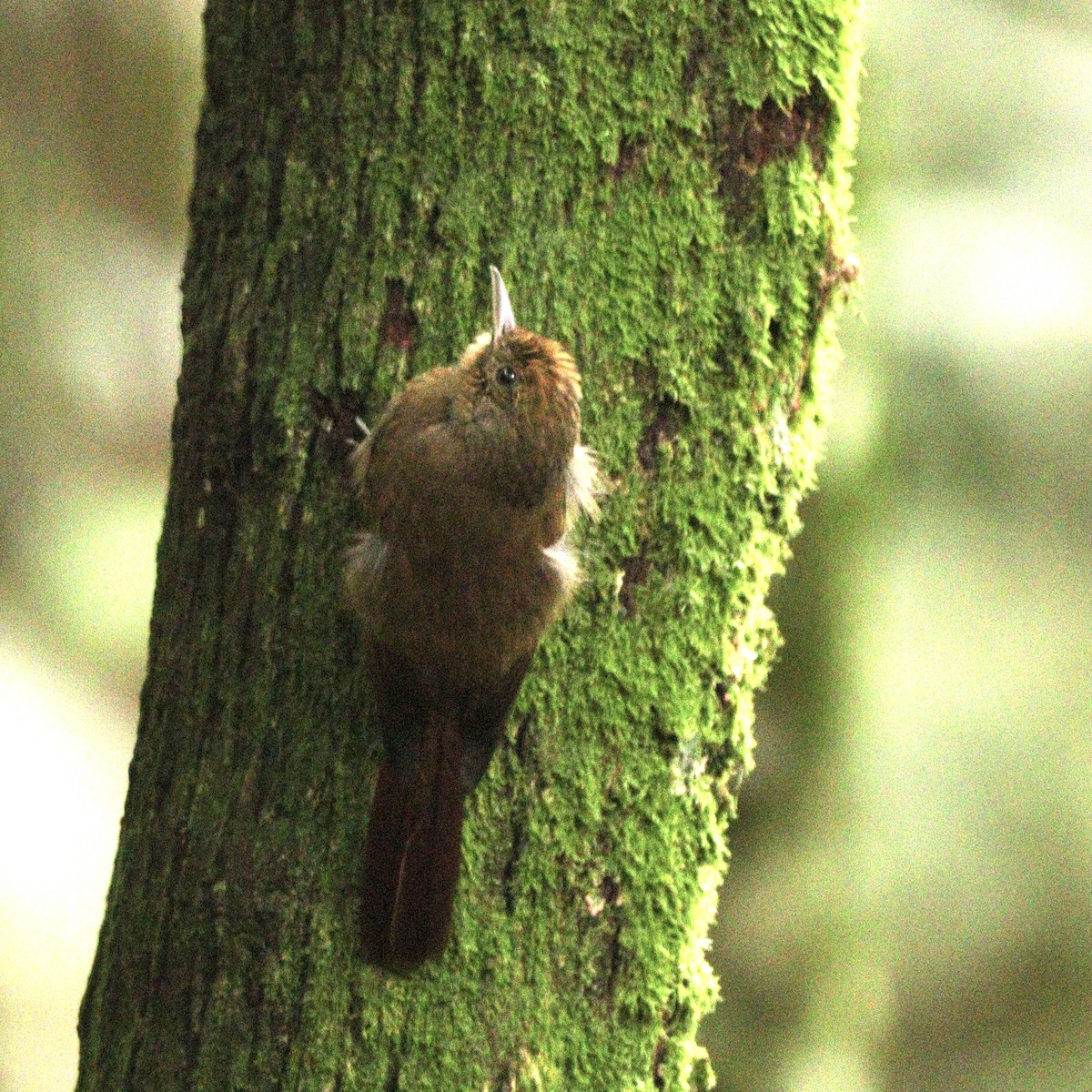 Plain-winged Woodcreeper (Plain-winged) - ML634613195
