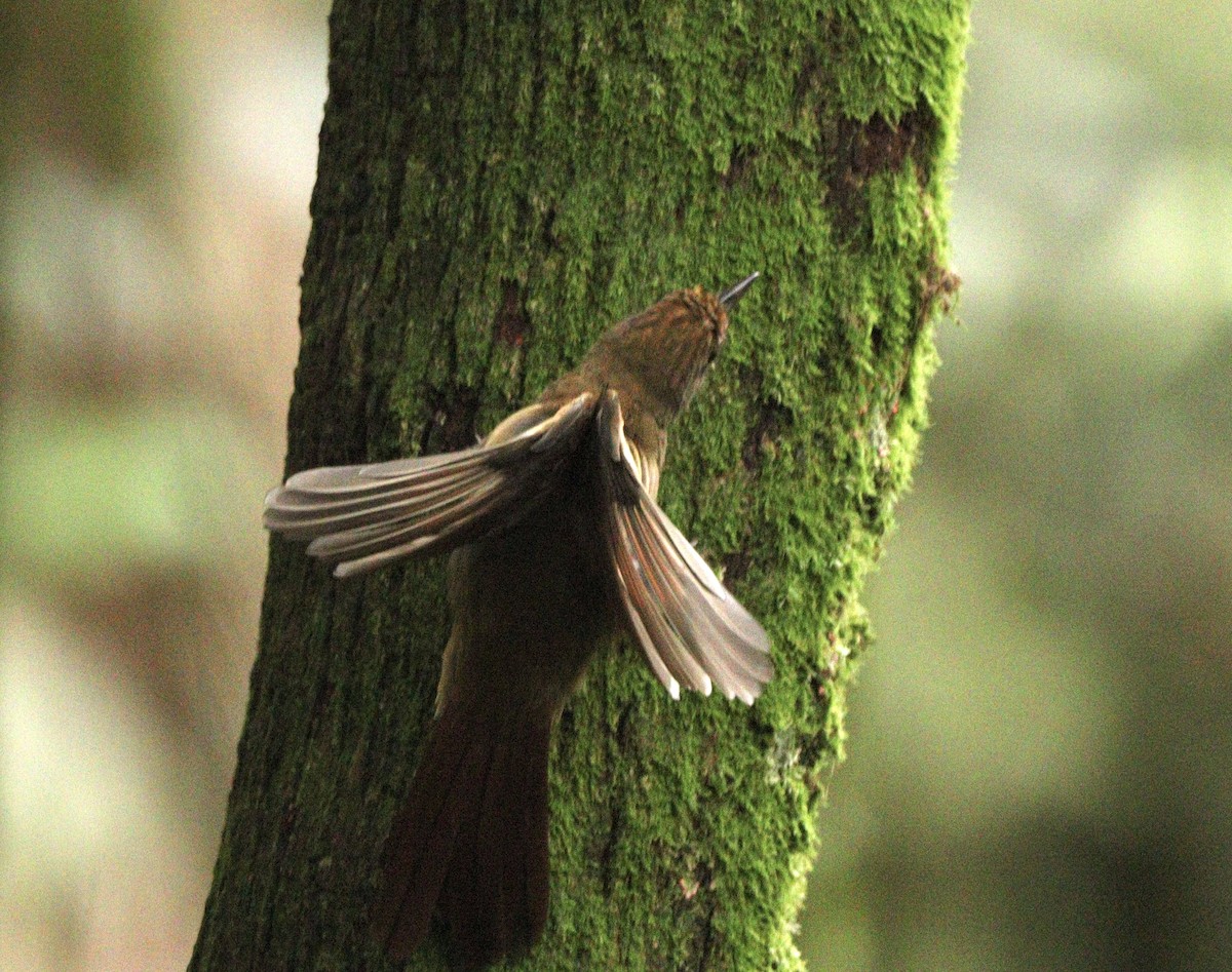 Plain-winged Woodcreeper (Plain-winged) - ML634613196