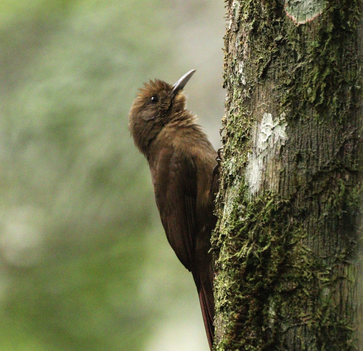 Plain-winged Woodcreeper (Plain-winged) - ML634613197