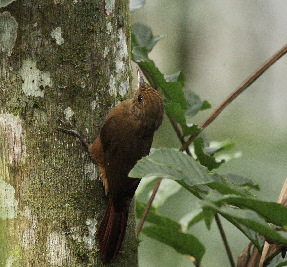 Plain-winged Woodcreeper (Plain-winged) - ML634613198