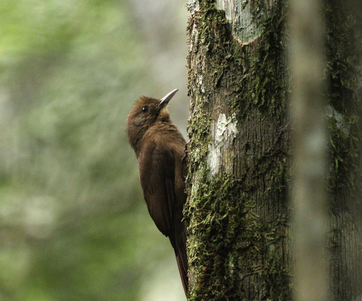 Plain-winged Woodcreeper (Plain-winged) - ML634613199