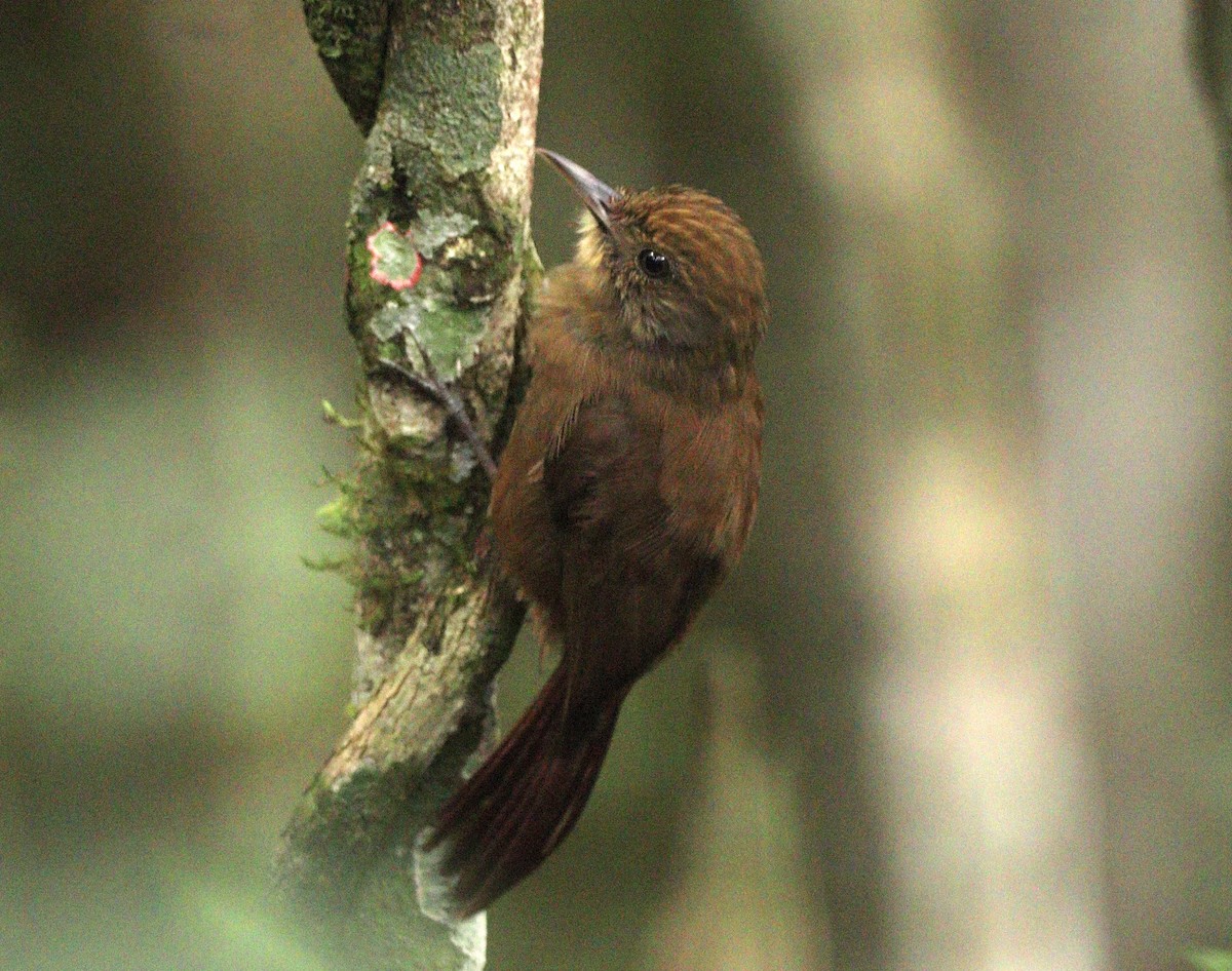 Plain-winged Woodcreeper (Plain-winged) - ML634613203