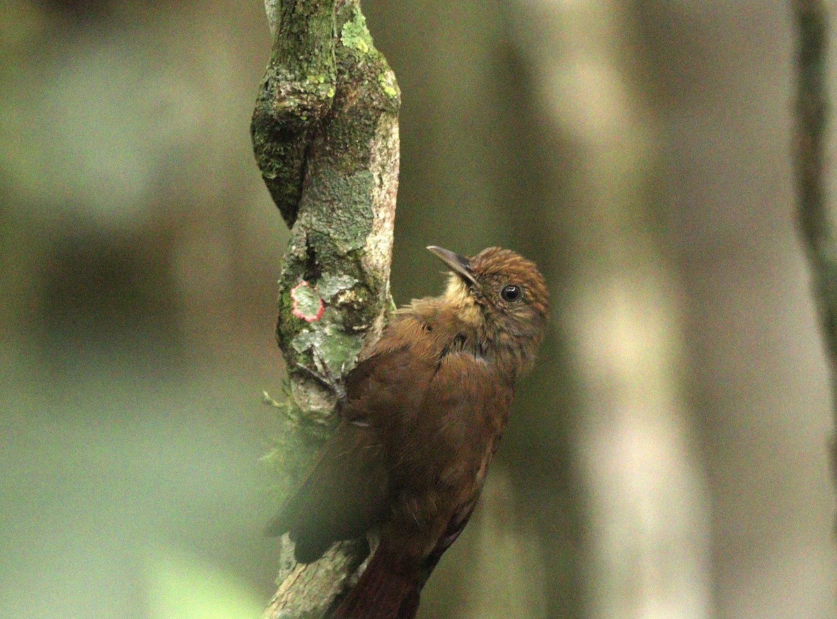 Plain-winged Woodcreeper (Plain-winged) - ML634613204