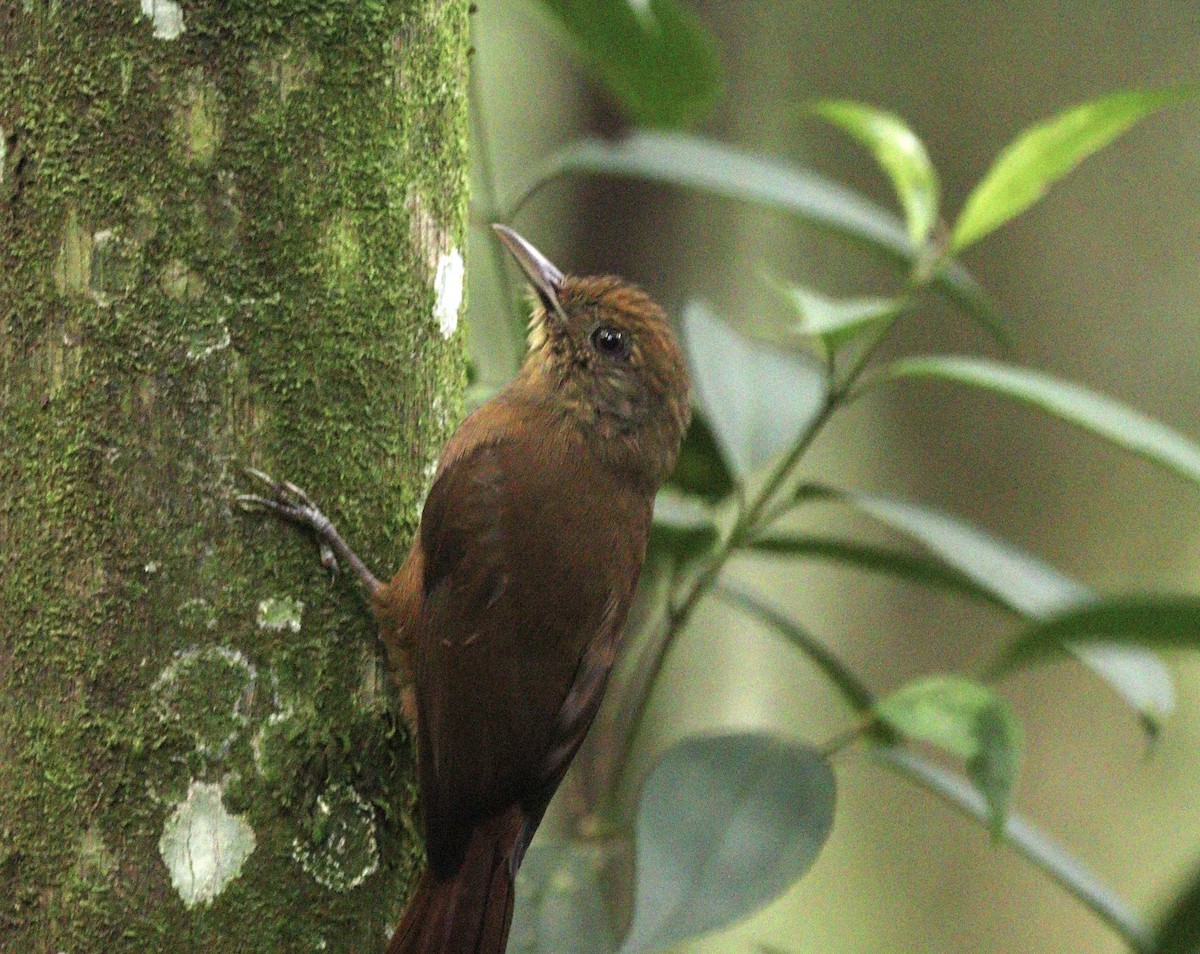 Plain-winged Woodcreeper (Plain-winged) - ML634613205
