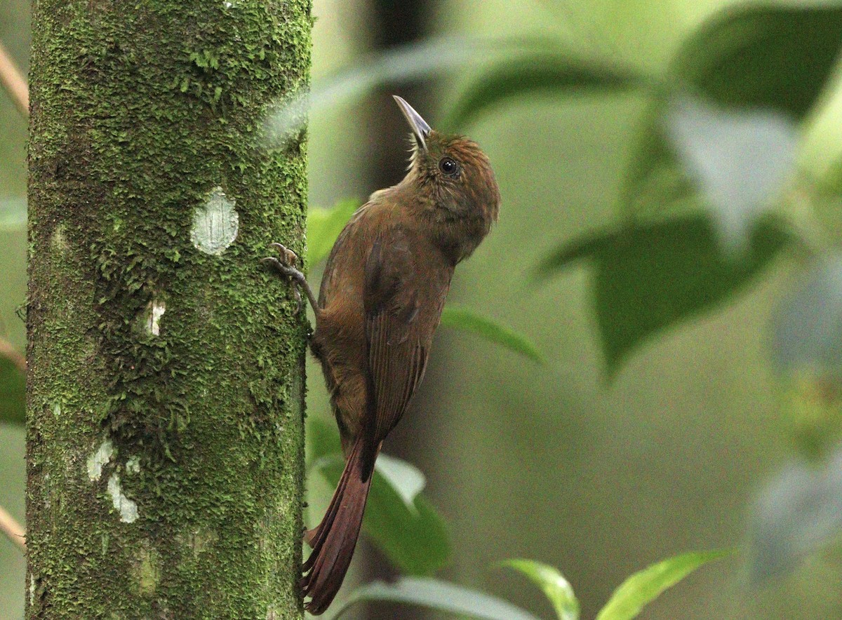 Plain-winged Woodcreeper (Plain-winged) - ML634613206