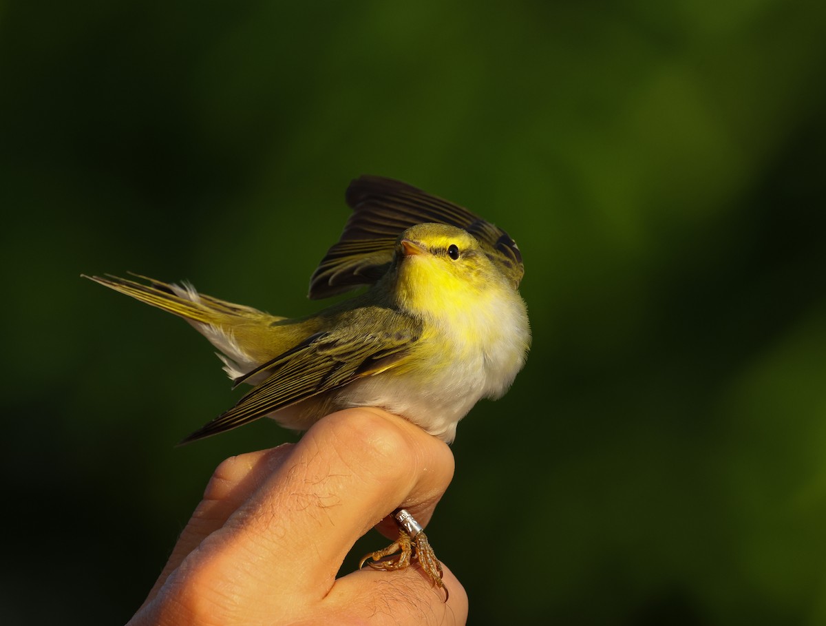 Txio txistularia - ML634613230