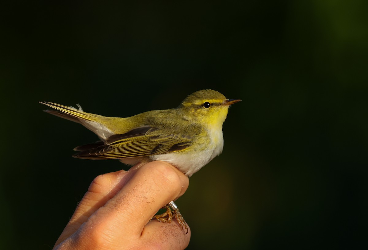 Txio txistularia - ML634613231