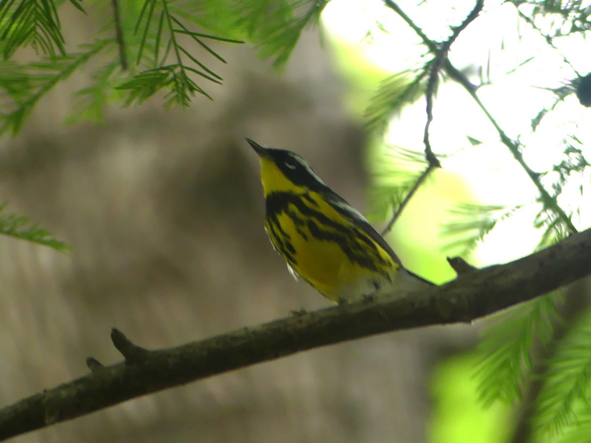 Magnolia Warbler - ML634613323