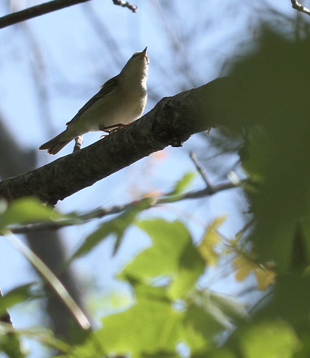 סבכון טנסי - ML634613324