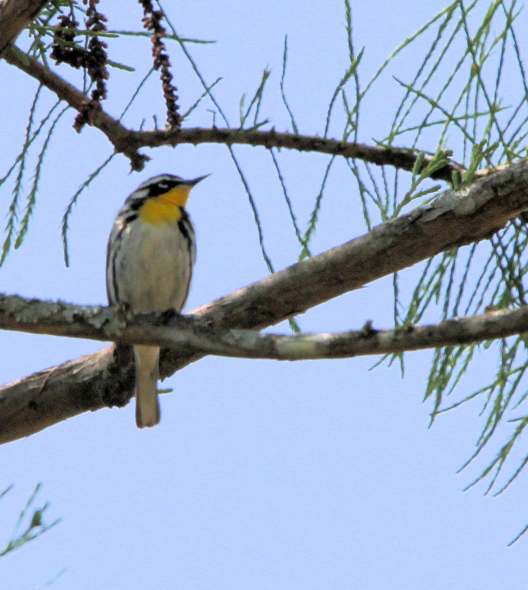 סבכון צהוב-גרון - ML634613343