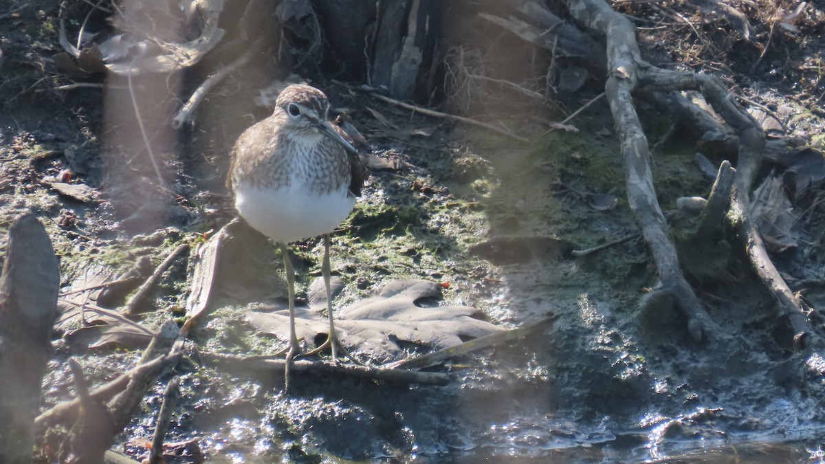 Solitary Sandpiper - ML634613408