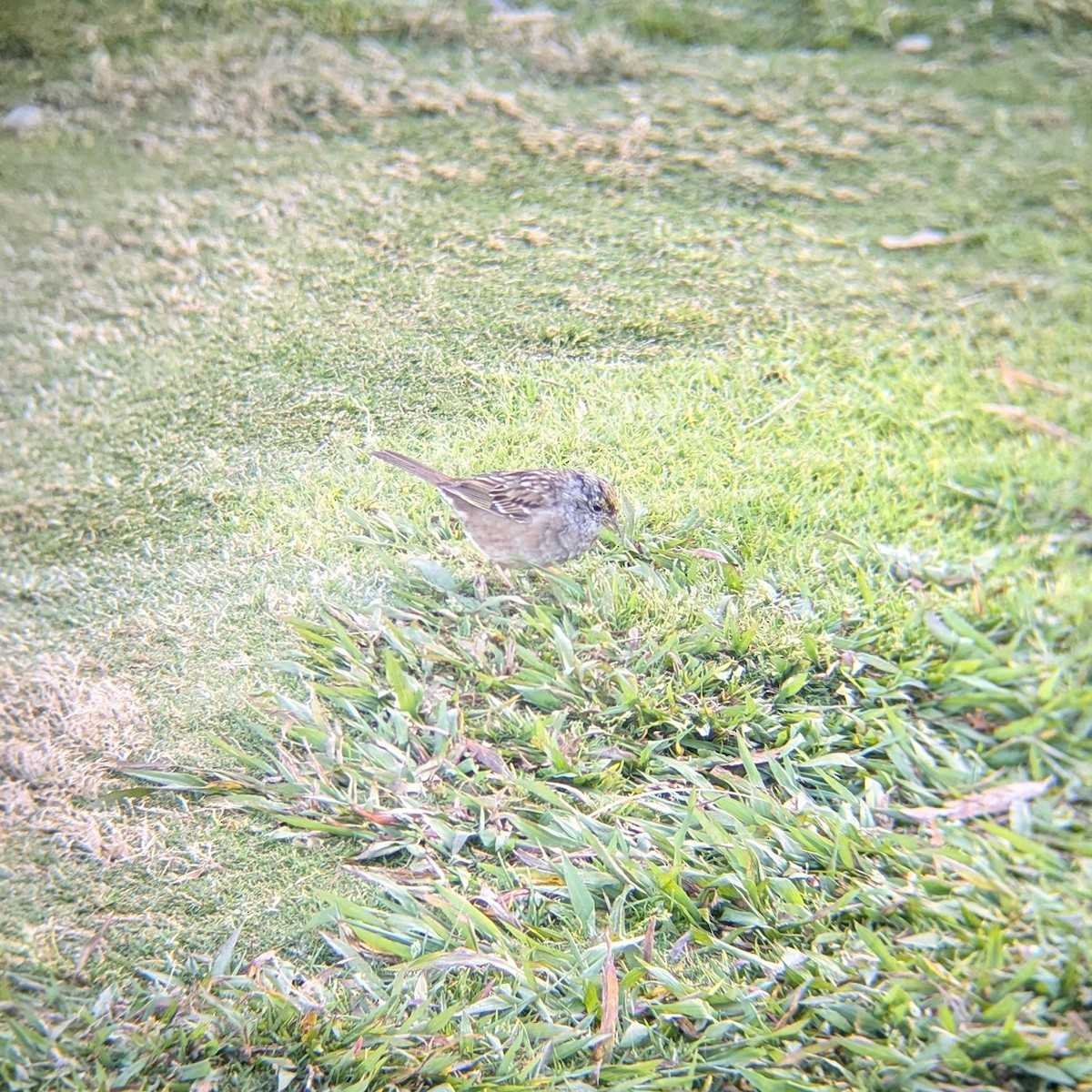 Golden-crowned Sparrow - ML634613417