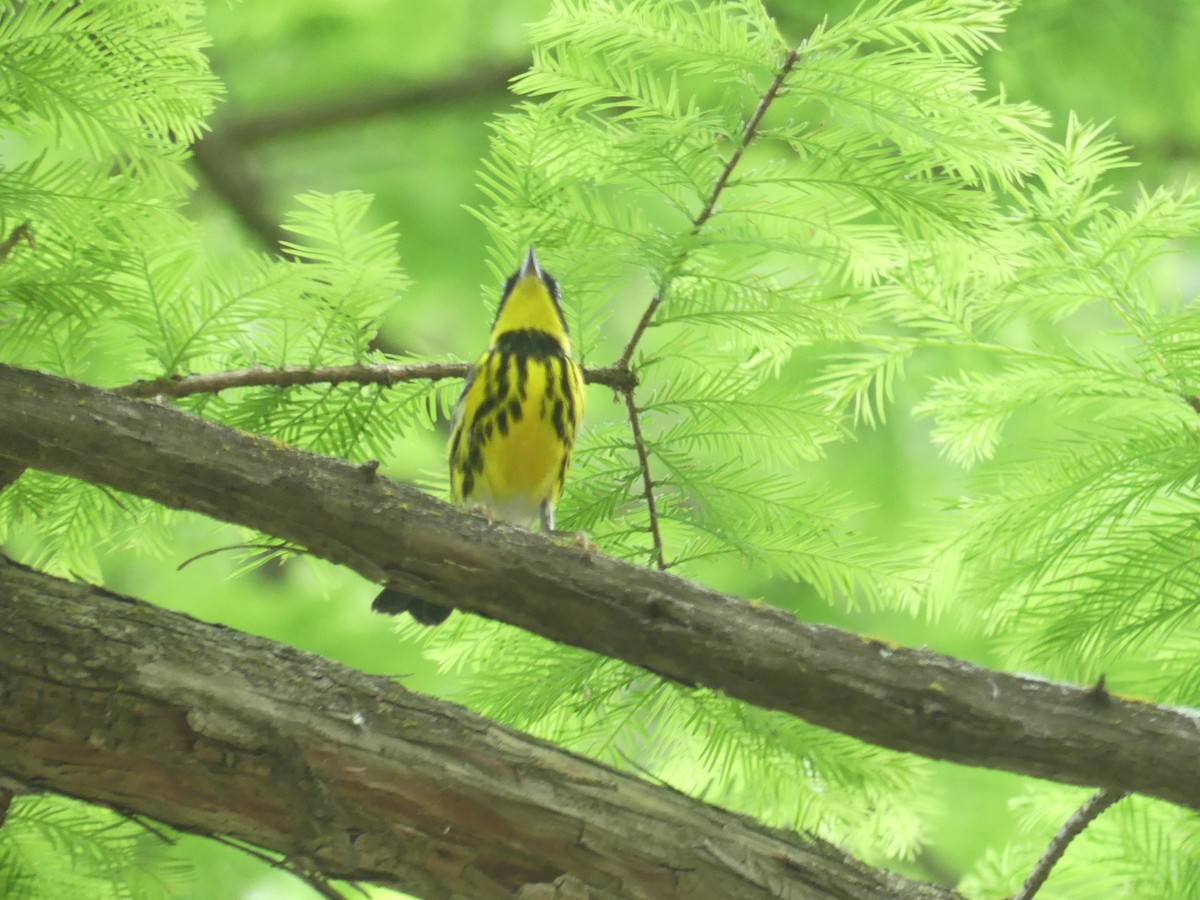 Magnolia Warbler - ML634613418