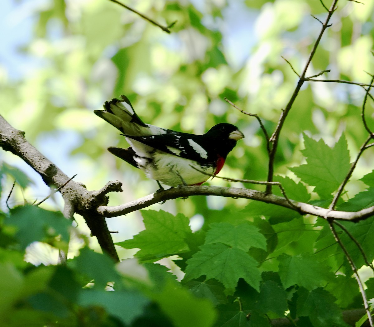 Rose-breasted Grosbeak - ML634613433