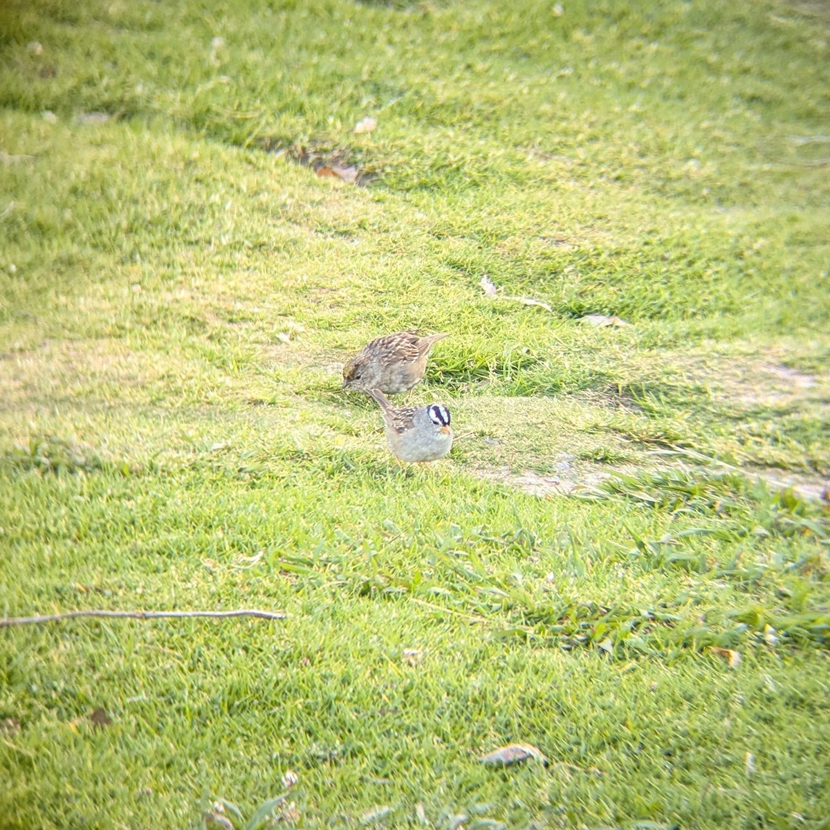 Golden-crowned Sparrow - ML634613479