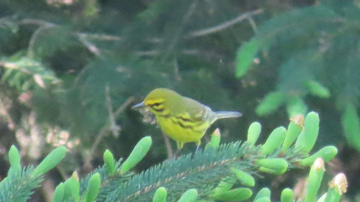 Prairie Warbler - ML634613491