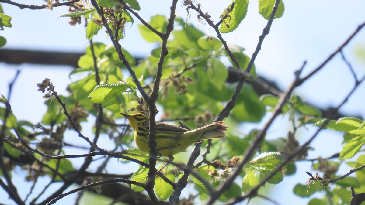Prairie Warbler - ML634613492