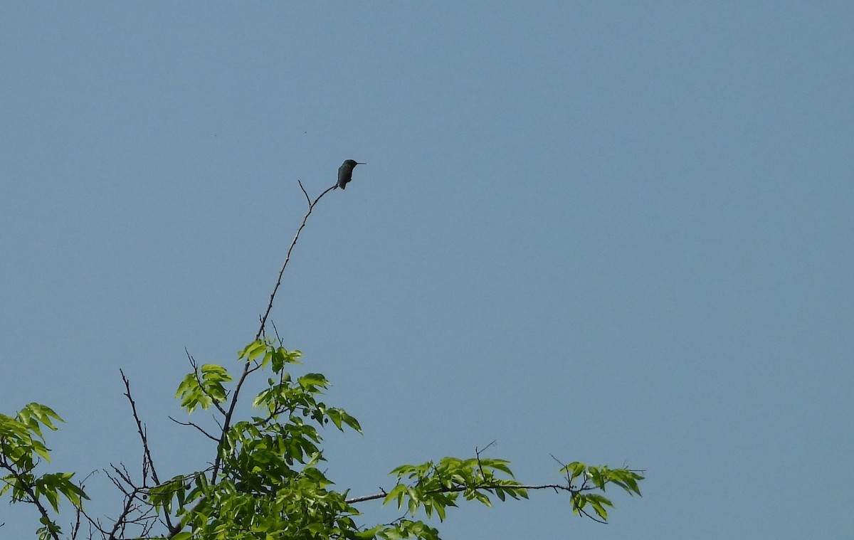 Ruby-throated Hummingbird - ML634613551