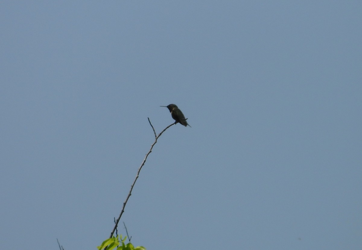 Ruby-throated Hummingbird - ML634613552