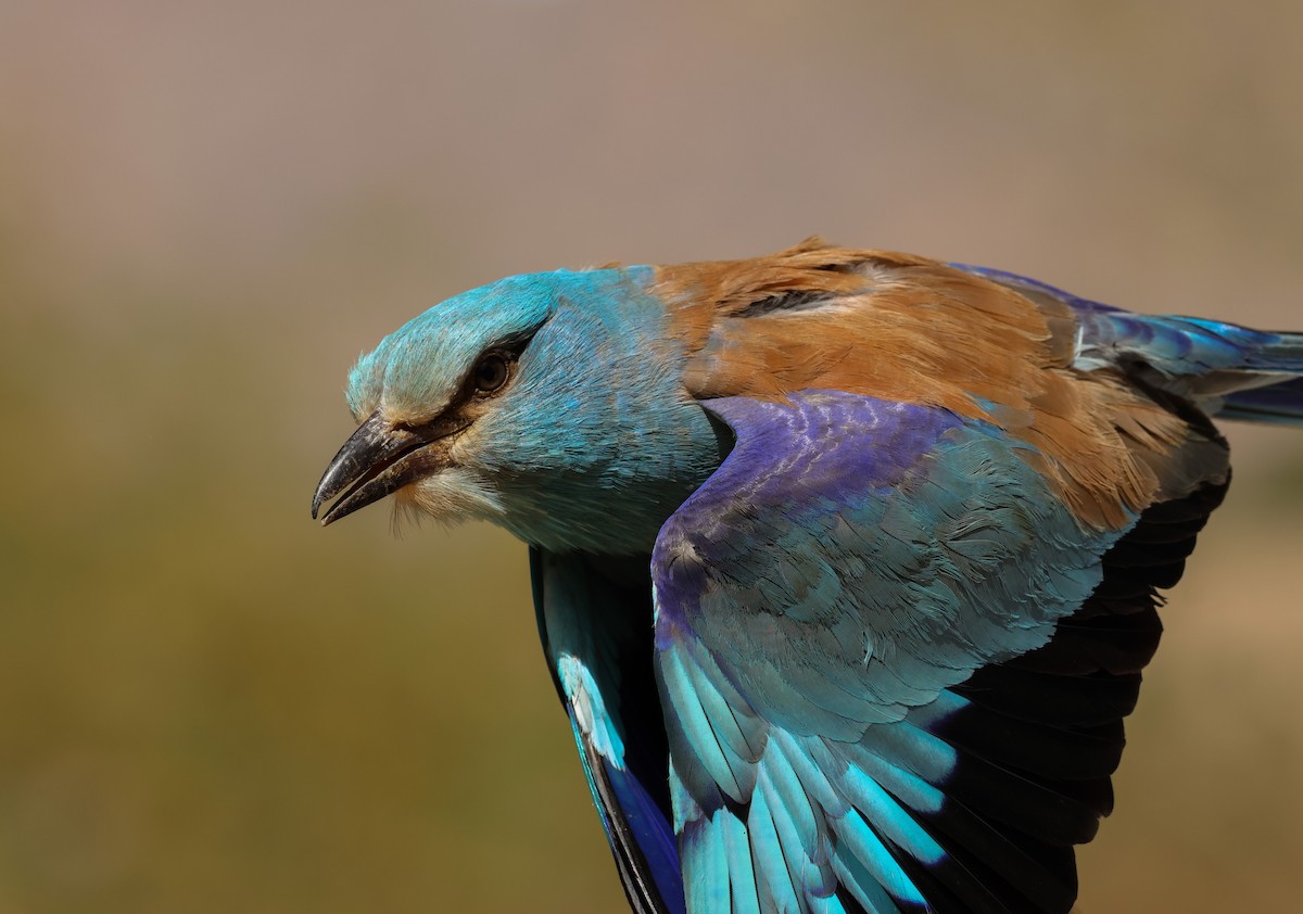 Karraka europarra - ML634613563