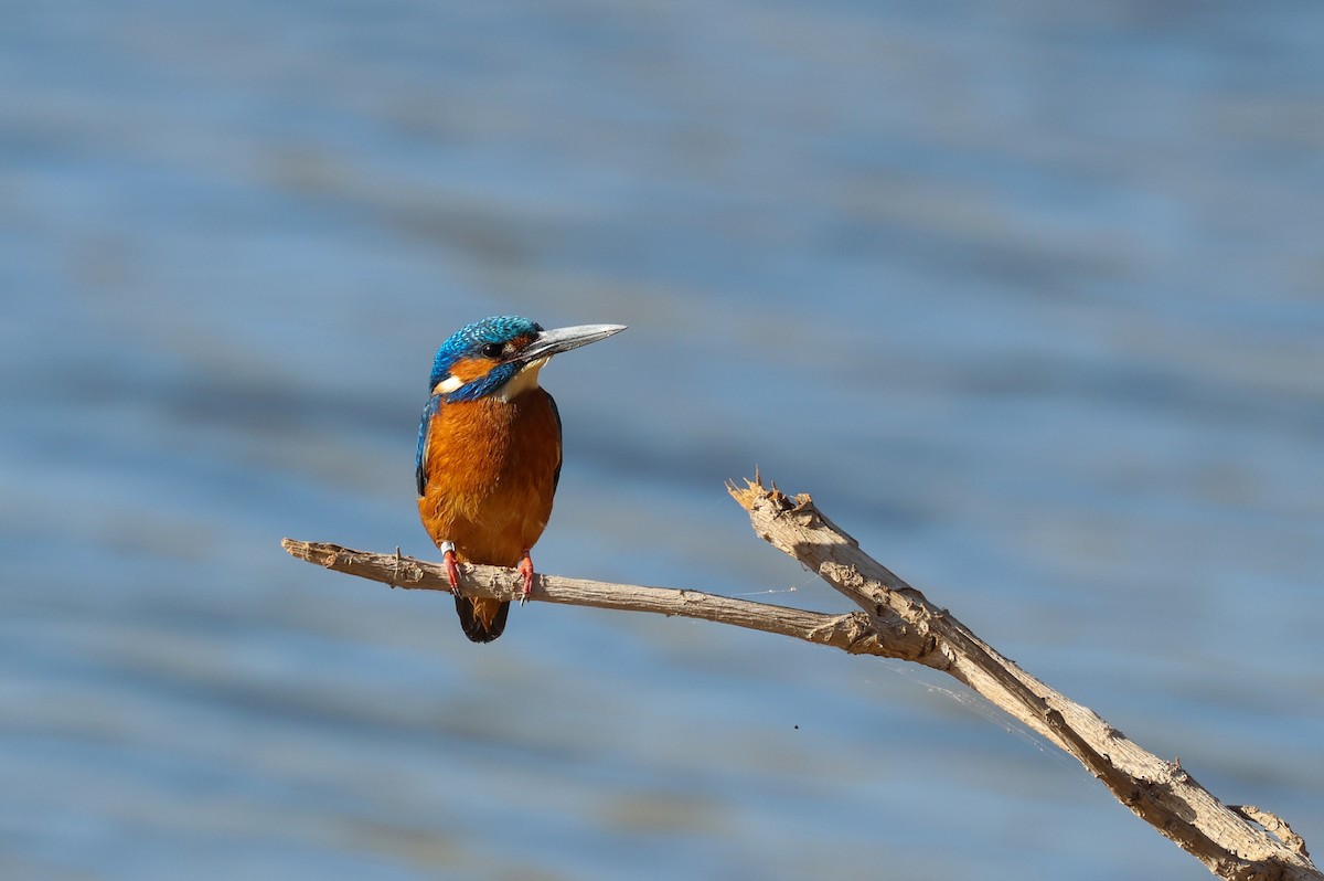 Martin arrantzalea - ML634613581