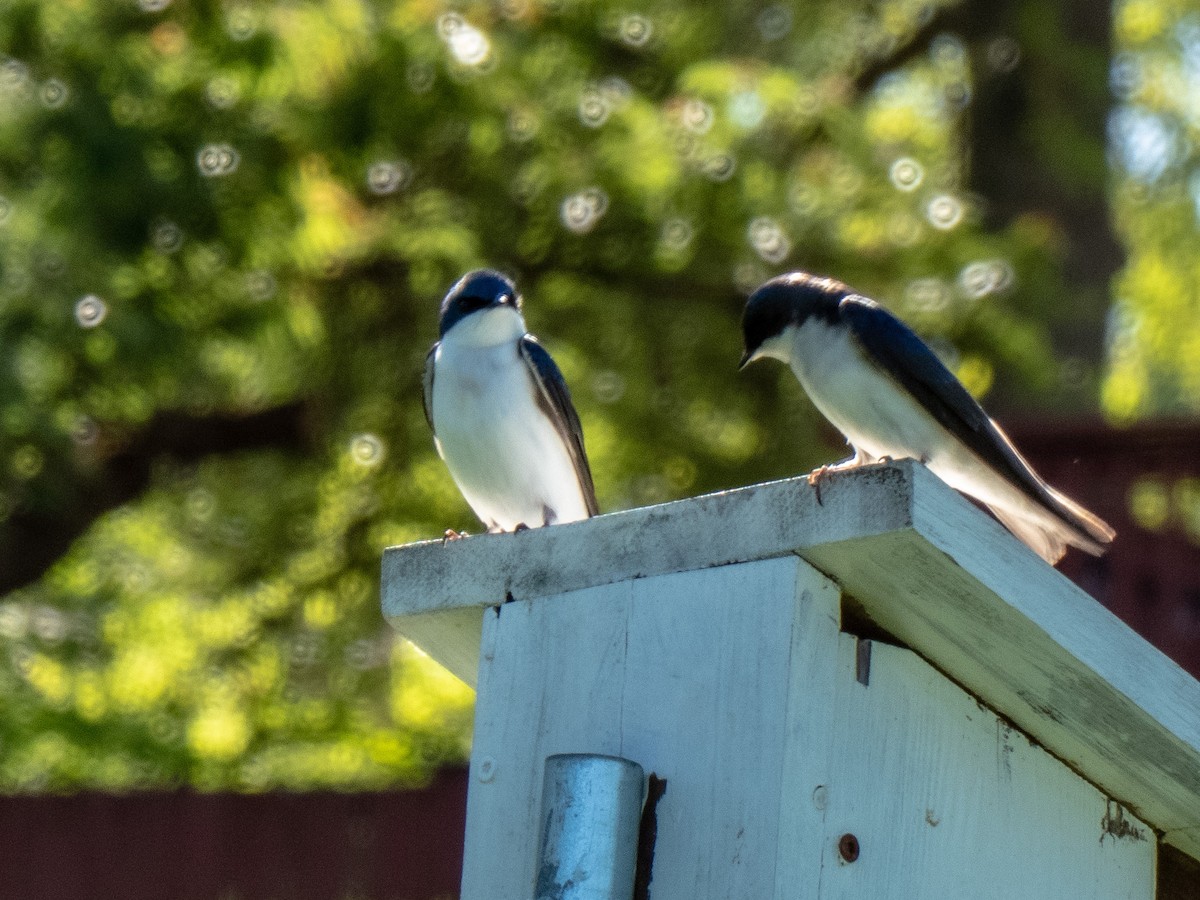 Tree Swallow - ML634613582