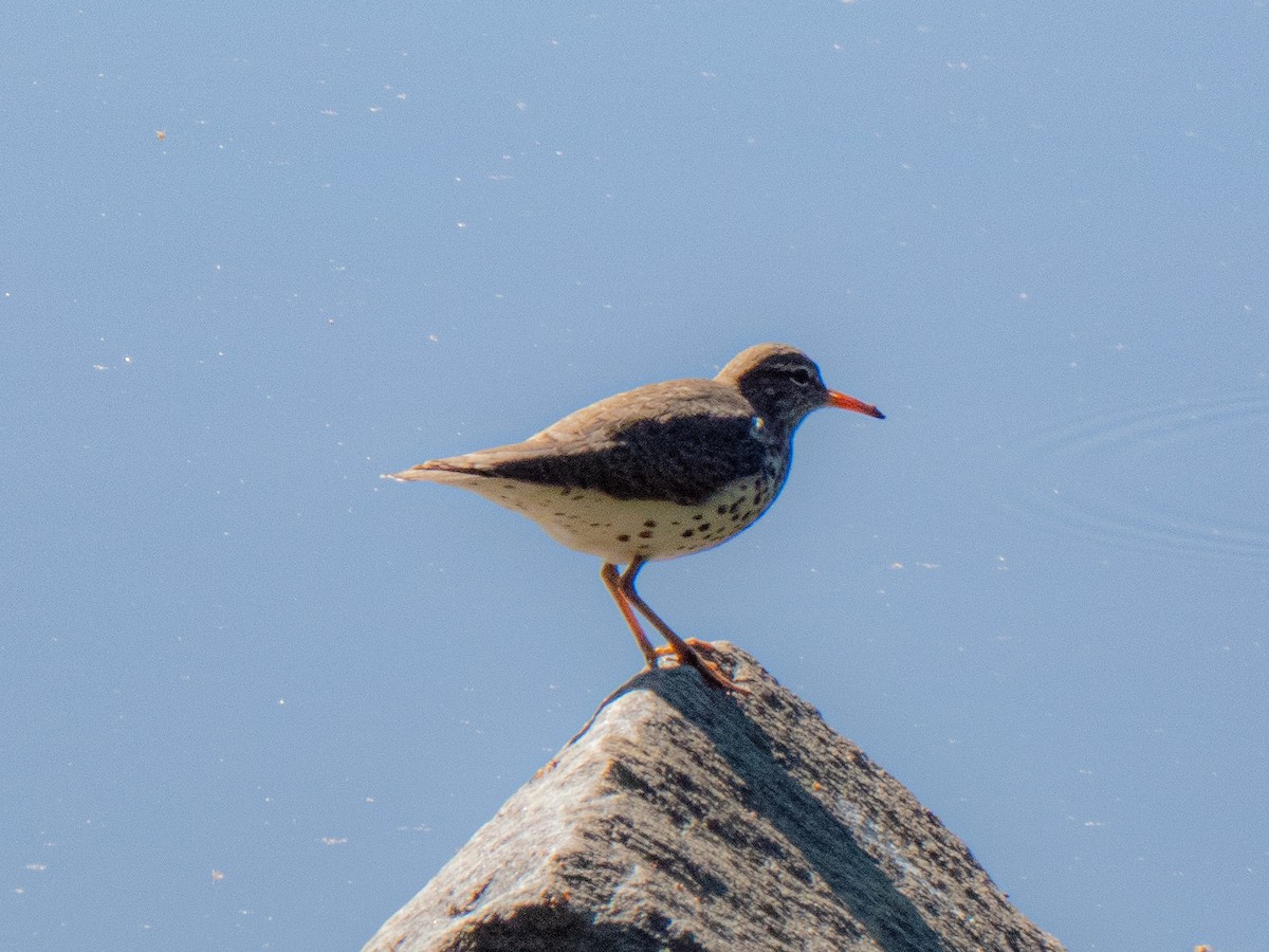 Spotted Sandpiper - ML634613600