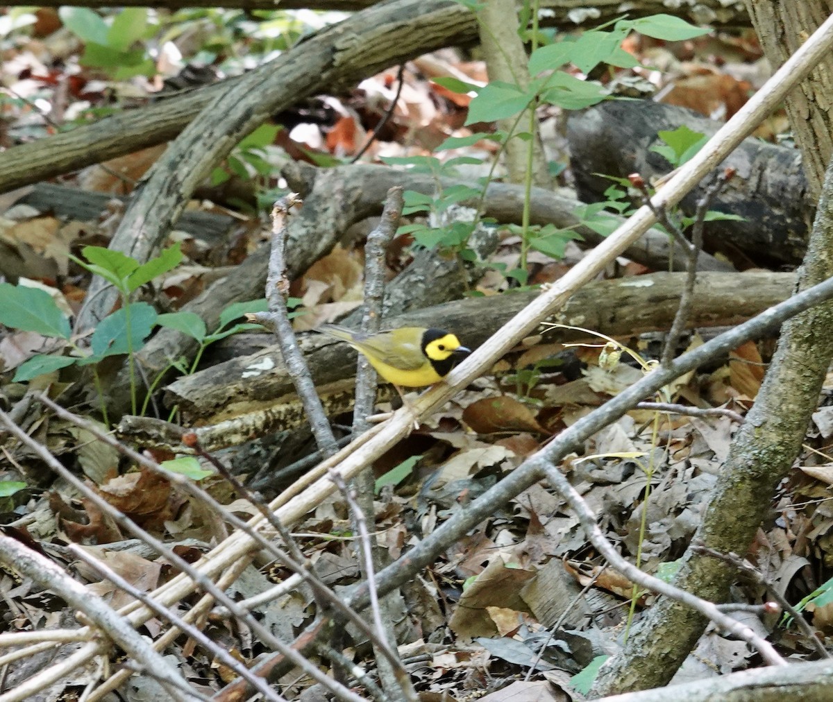 Hooded Warbler - ML634613606