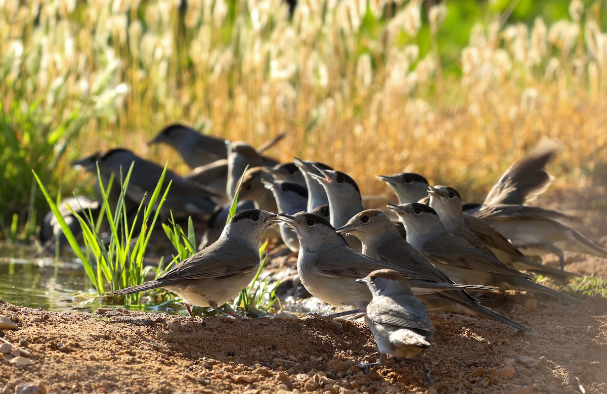 Txinbo kaskabeltza - ML634613608