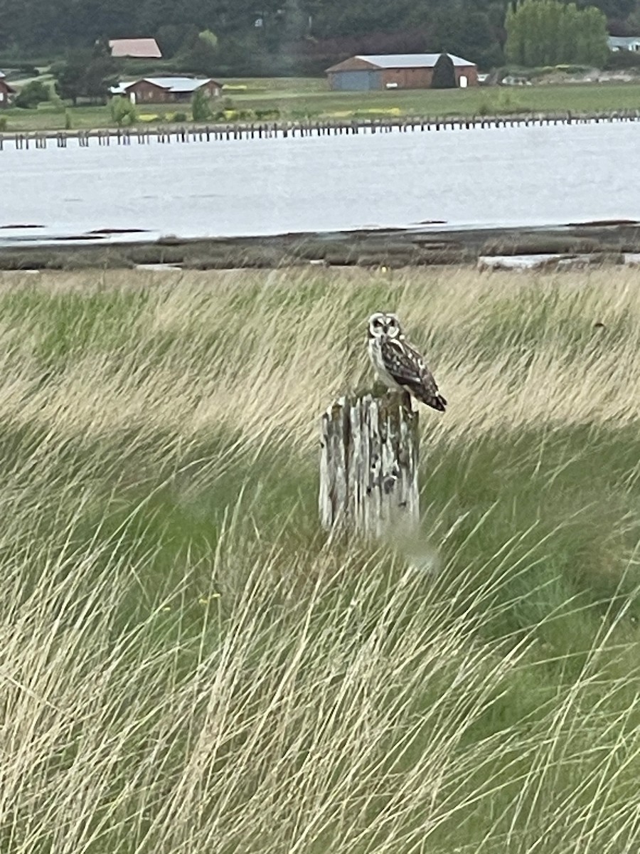 Short-eared Owl - ML634613623
