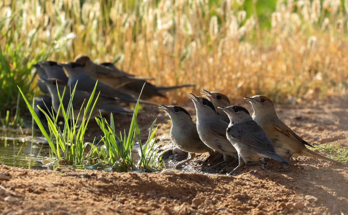 Txinbo kaskabeltza - ML634613625