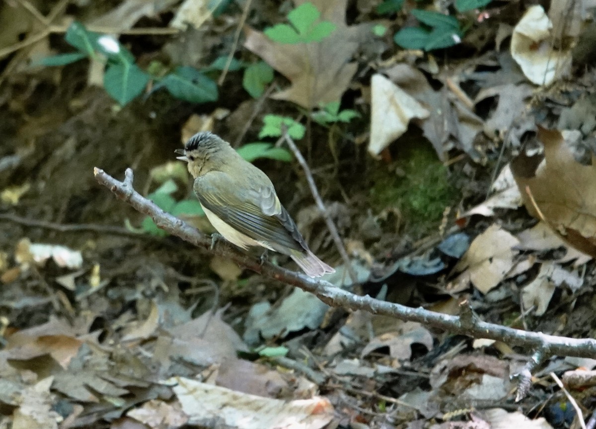 Red-eyed Vireo - ML634613676