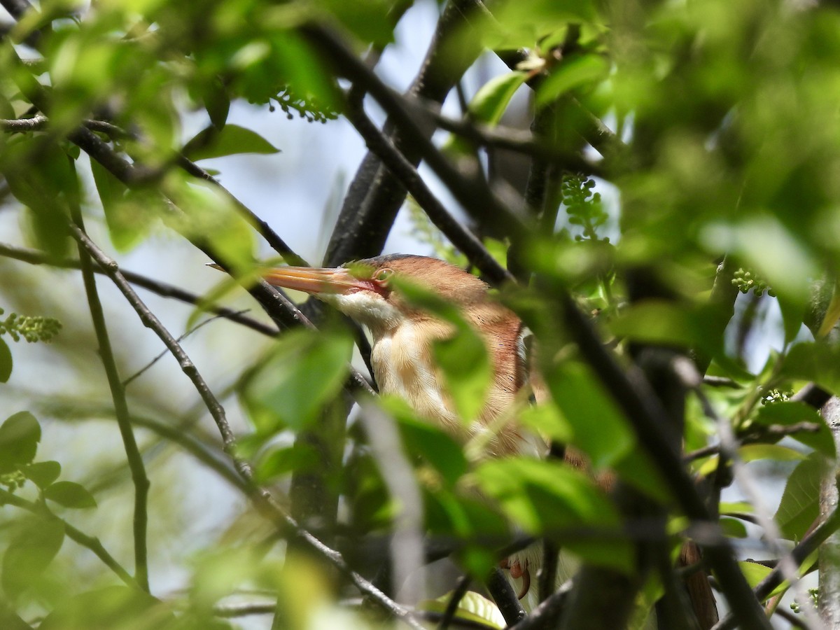Least Bittern - ML634613689