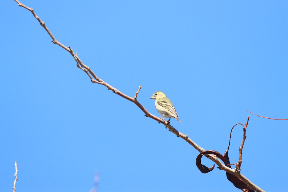 Black-chinned Siskin - ML634613749