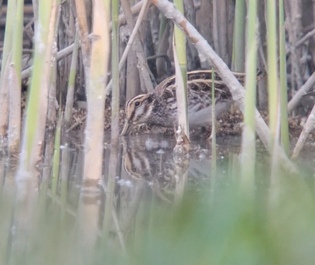 Jack Snipe - ML634613910