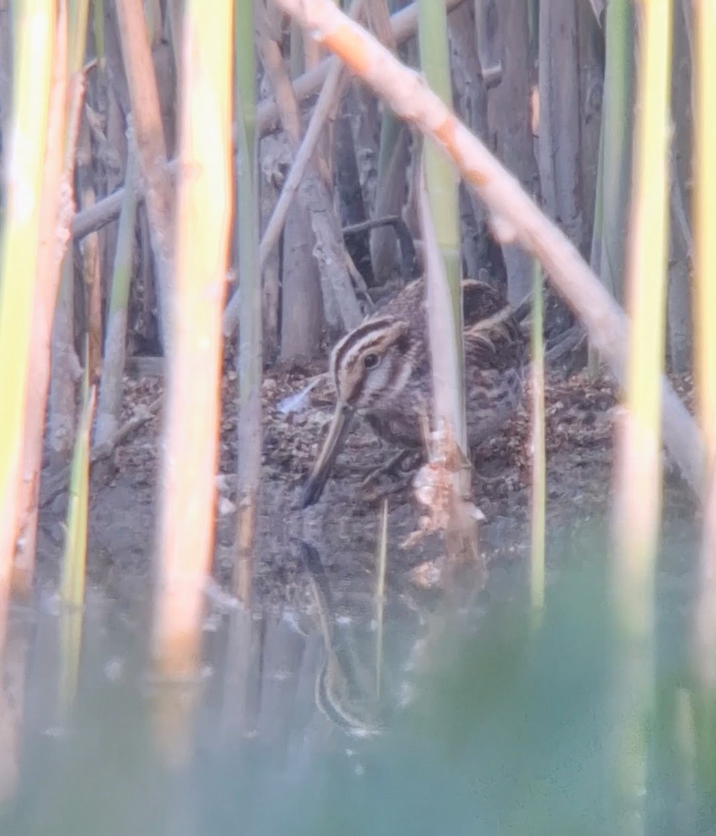 Jack Snipe - ML634613911