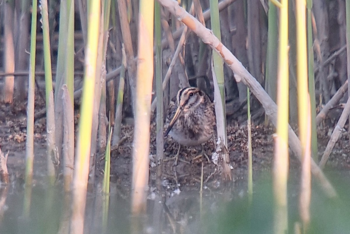 Jack Snipe - ML634613913