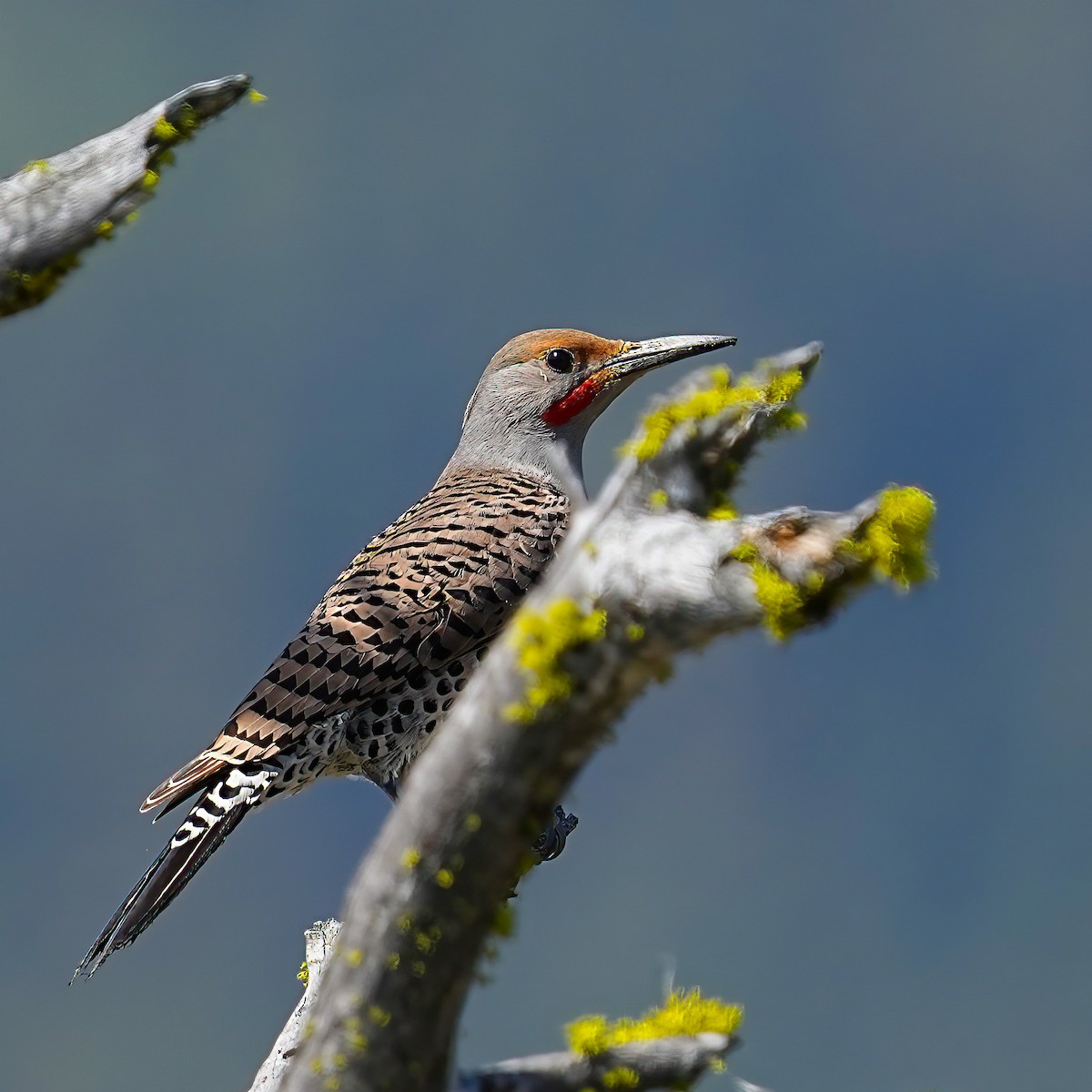 Northern Flicker - ML634613959